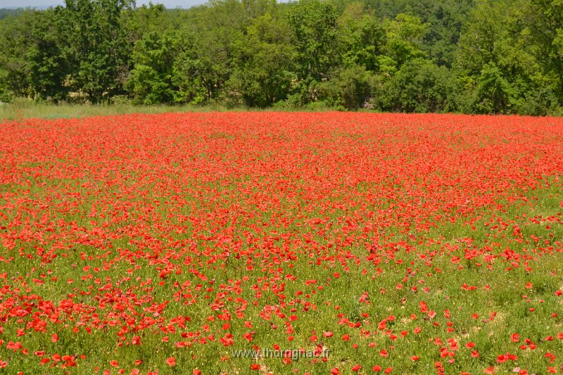 DSC 0135.JPG - Champ de coquelicot dans le Tarn.